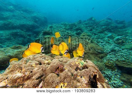 Weible's Butterflyfish (chaetodontidae Weibeli)