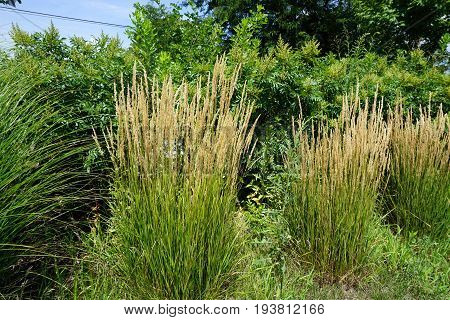 Chinese silver grass (Miscanthus sinensis) grows in Joliet, Illinois during July.