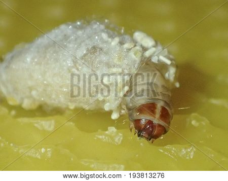 Galleria mellonella; wax moth - bee parasite - microscope photo