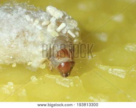 Galleria mellonella; wax moth - bee parasite - microscope photo