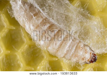 Galleria mellonella; wax moth - bee parasite - microscope photo