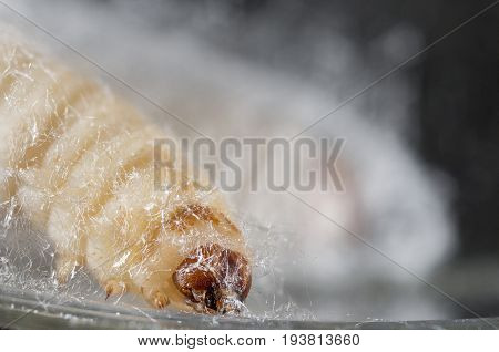 Galleria mellonella; wax moth - bee parasite - microscope photo