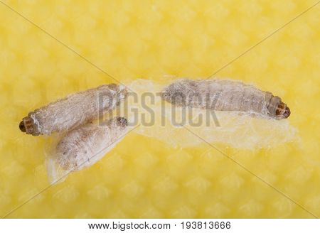 Galleria mellonella; wax moth - bee parasite - microscope photo