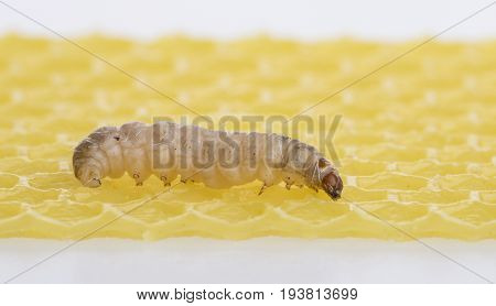 Galleria mellonella; wax moth - bee parasite - microscope photo