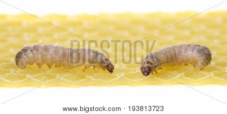 Galleria mellonella; wax moth - bee parasite - microscope photo