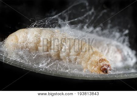 Galleria mellonella; wax moth - bee parasite - microscope photo