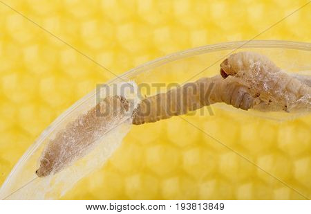 Galleria mellonella; wax moth - bee parasite - microscope photo