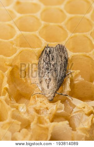 Galleria mellonella; wax moth - bee parasite