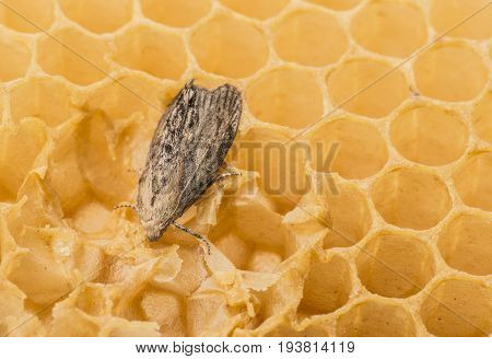 Galleria mellonella; wax moth - bee parasite