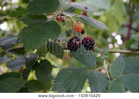 Blackberries ripen on a thornless blackberry plant in a garden in Joliet, Illinois during August.