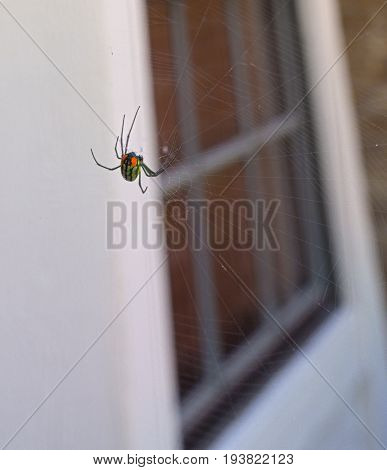 HDR Black Widow spider in front of a widow