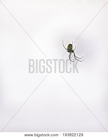 HDR Black Widow Spider in misty isolation