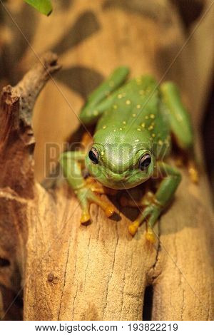 Magnificent Tree Frog Litoria Splendida
