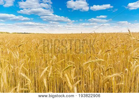 golden wheat field, sunny day and clouns