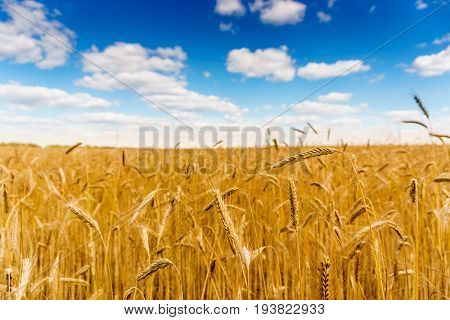 golden wheat field, sunny day and clouns