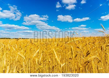 golden wheat field, sunny day and clouns