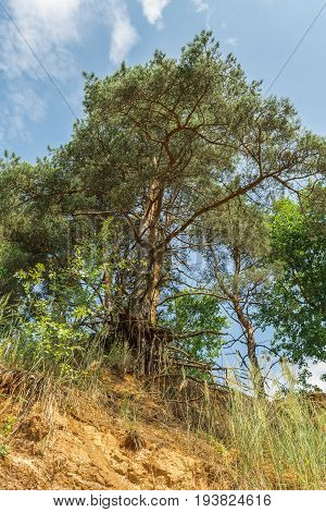 Pine Tree With Bare Roots Grows On Top Of A Sand Hill In The Forest