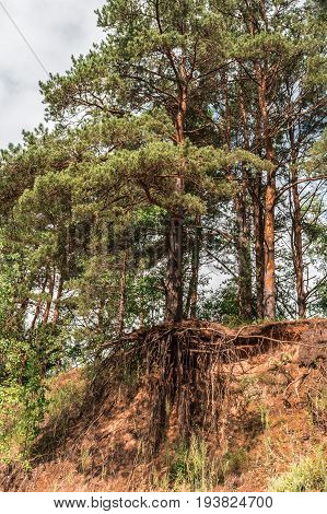 Pine Tree With Bare Roots Grows On Top Of A Sand Hill In The Forest
