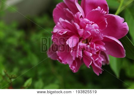 Pink Flower In Home Garden in Summer