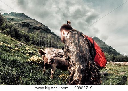 Man With A Backpack In Camouflage With Caucasian Bulls And Cows On The Mountain Pastures In The Trac
