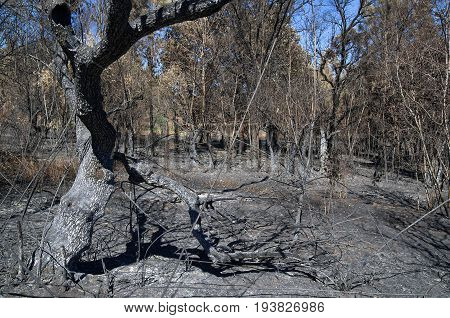 Olive tree burnt broken down and hollowed by forest fire. Forest nearby. Pedrogao Grande Portugal.