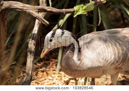 Bar-headed Goose Anser Indicus
