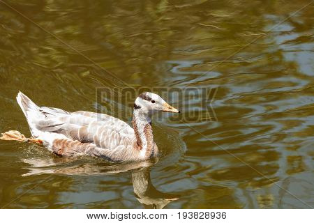 Bar-headed Goose Anser Indicus