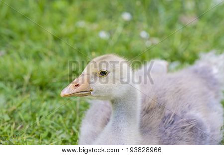goslings - white goose (Anser anser domesticus)