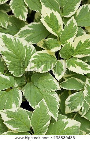 Perennial ground cover ornamental plant Aegopodium podagraria Variegata with beautiful green-white leaves. Nature floral background.