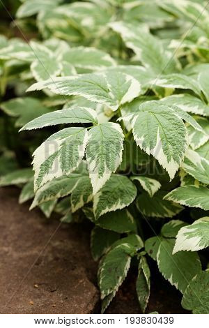 Perennial ground cover ornamental plant Aegopodium podagraria Variegata with beautiful green-white leaves. Selective focus.