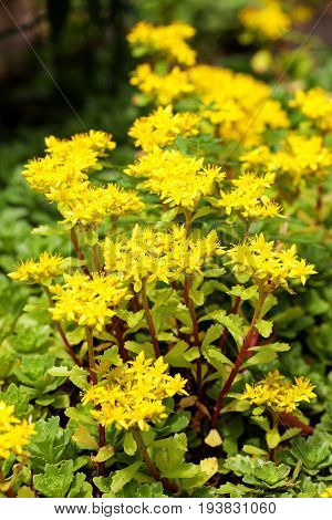 Sedum acre plant (stonecrop or wall-pepper) in full bloom with yellow flowers on garden ground. Selective focus. Vertical view.