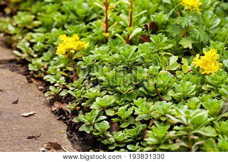 Sedum acre plant (stonecrop or wall-pepper) in bloom with yellow flowers on garden ground near sandstone road. Selective focus.