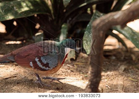 Mindanao Bleeding-heart Dove Gallicolumba Crinigera