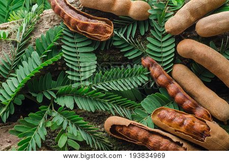 Top view of tamarind with green leaves. Tropical style.