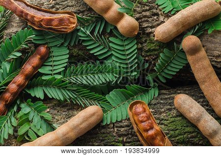 Top view of tamarind with green leaves. Tropical style.