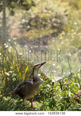 Swan Goose Called Anser Cygnoides Under A Sprinkler