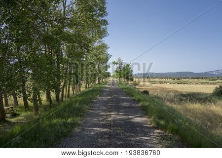 Green Way Black Eyes In Its Passage By Barracas In Castellon