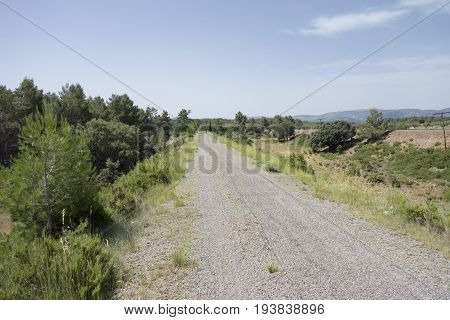 Green Way Black Eyes In Its Passage By Barracas In Castellon