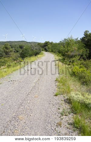 Green Way Black Eyes In Its Passage By Barracas In Castellon