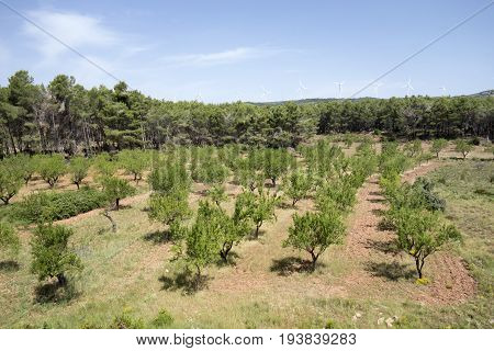 Green Way Black Eyes In Its Passage By Barracas In Castellon