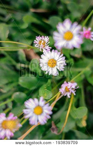 Flowering. Chamomile. Chamomile Flowers. Natural Herbal Treatment.