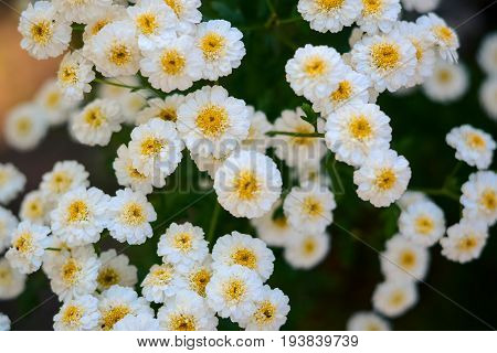Flowering. Chamomile. Chamomile Flowers. Natural Herbal Treatment.