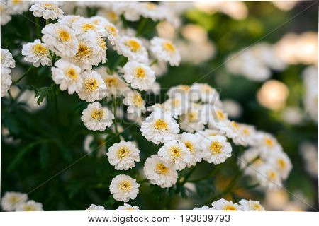 Flowering. Chamomile. Chamomile Flowers. Natural Herbal Treatment.