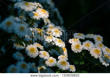 Flowering. Chamomile. Chamomile Flowers. Natural Herbal Treatment.