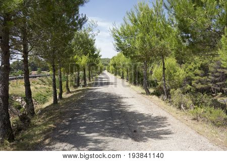 Green Way Black Eyes In Its Passage By Barracas In Castellon