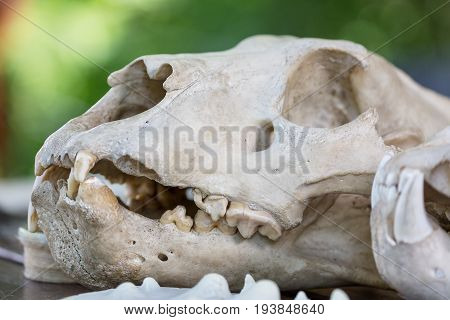 Close-up skull of an animal outdoors with blurry background.