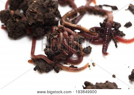 worm in the ground on a white background