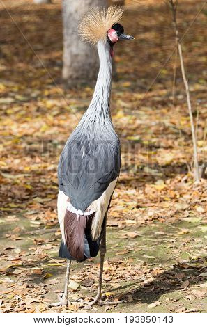 bird with a crest on the nature .