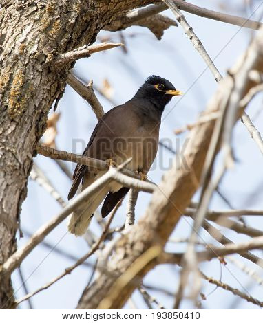 Indian starling Outdoors An animal in a park on nature. A photo