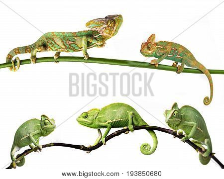 chameleon - Chamaeleo calyptratus on a branch females and males